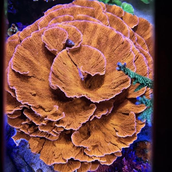 Orange Monti Cap (Frag)
