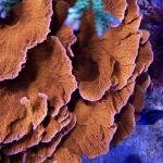 Orange Monti Cap (Frag)