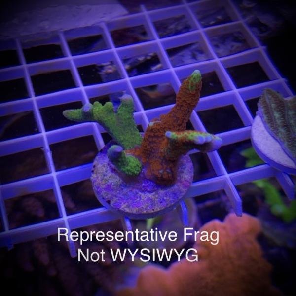 COMBO M. Digitata Frag (Green & Forest Fire)