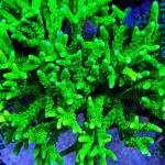 Green Goblin Anacropora (Frag)