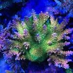 ARC Master Yoda (Frag)