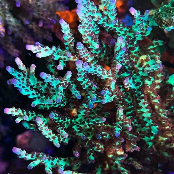 BC Rainbows in Spain (Frag)