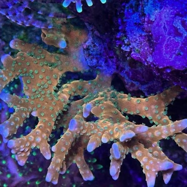 RRC Tropicana Anacropora (Frag)