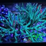 Teal with Blue Tips Stag (Frag)