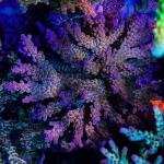 Tyree Merlin's Staff (Frag)