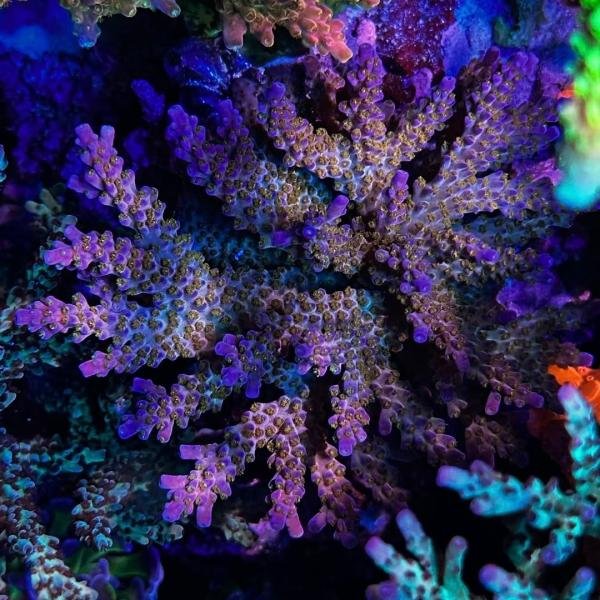 Tyree Merlin's Staff (Frag)