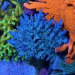 ORA Hawkins Echinata (Frag)