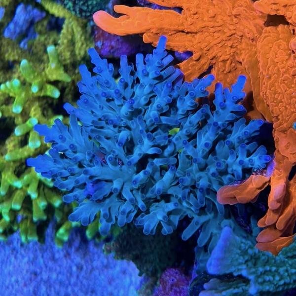 ORA Hawkins Echinata (Frag)