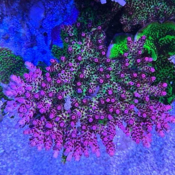 ORA Red Planet (Frag)