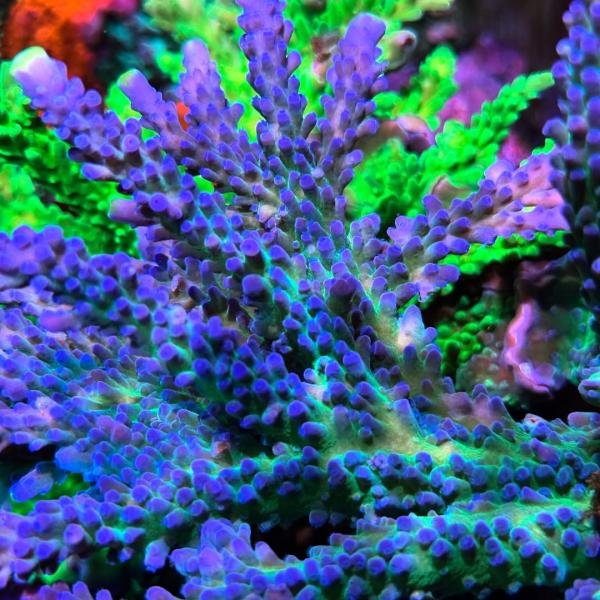 Poletti Yellow Tip (Frag)