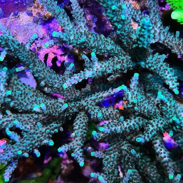 Blue Stag (Frag)