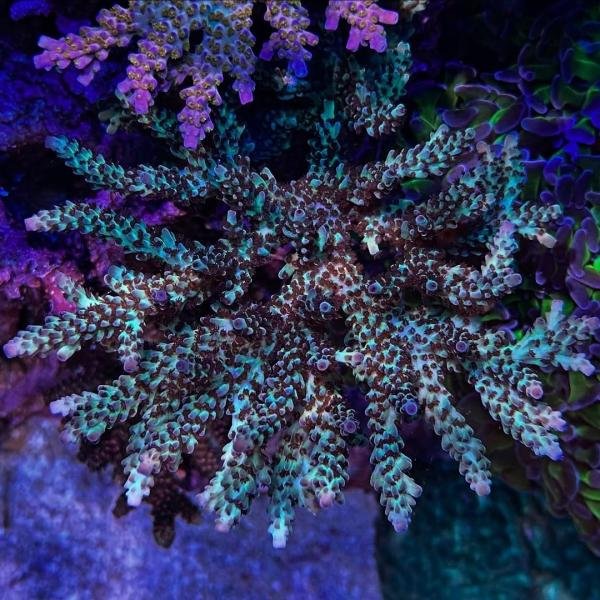 Vivid's Rainbow Delight (Frag)