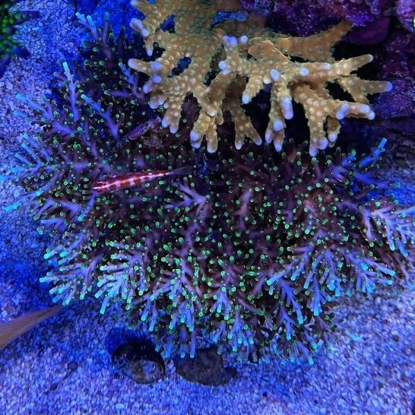 RMF Last Dragon (Frag)