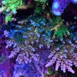 Rebel's Cream Dream (Frag)