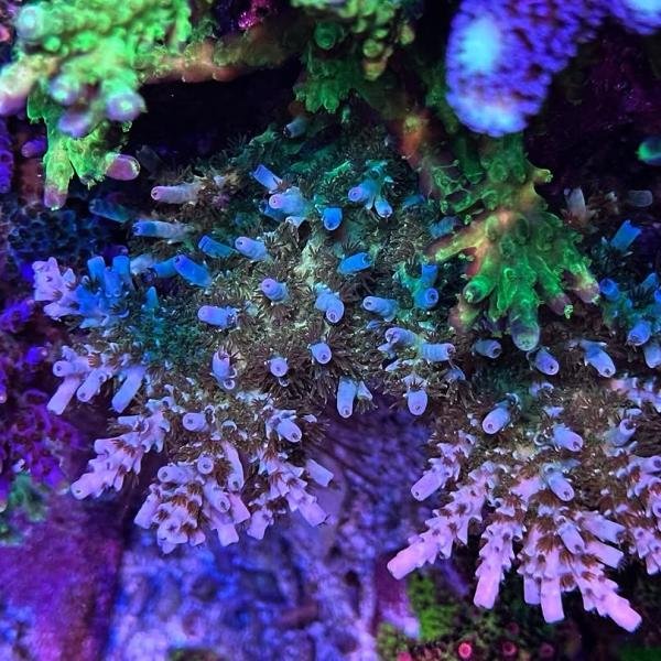 Rebel's Cream Dream (Frag)