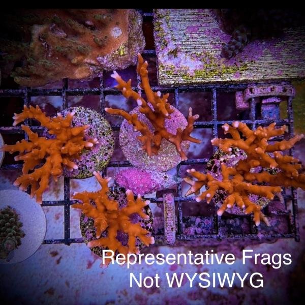 JF TNT Anacropora (Frag)