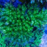 RRC Marvin the Martian (Frag)