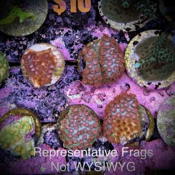Meteor Shower Cyphastrea (Frag)