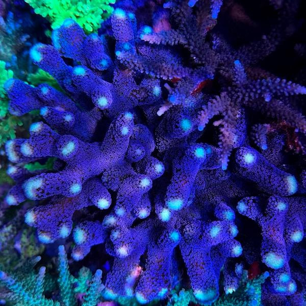 Purple Milka Stylo (Frag)