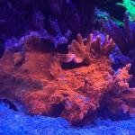 Montipora Setosa (Frag)