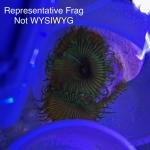 Venus Flytrap Palythoa (Frag)