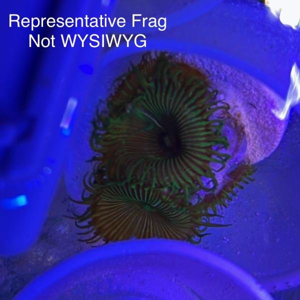 Venus Flytrap Palythoa (Frag)