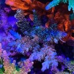 EA Party Gras (Frag)