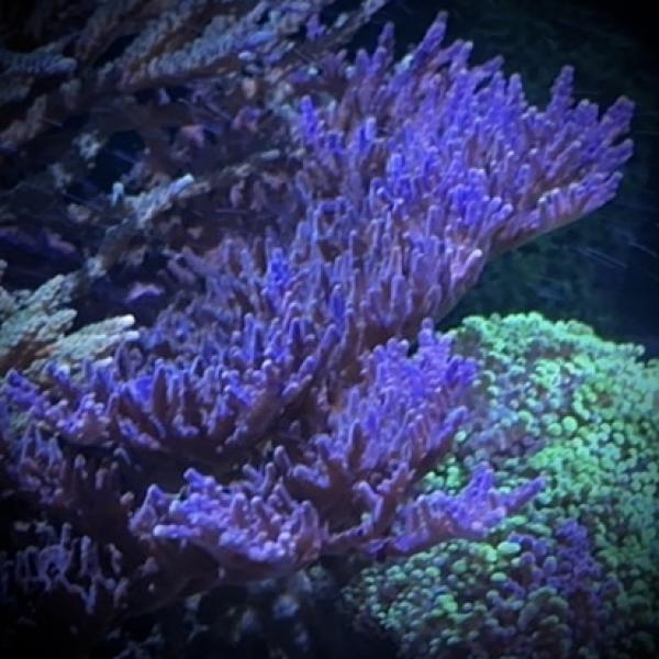 Purple Table Acro (Frag)