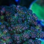 Rainbow Pocillopora (Frag)