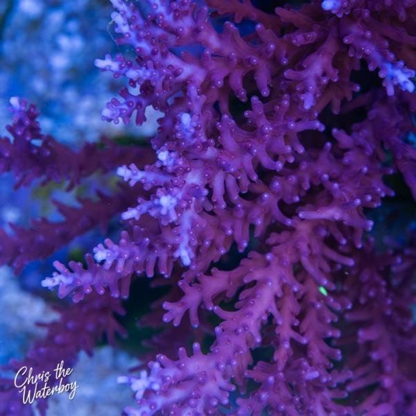 Red Dragon Acro (Frag)