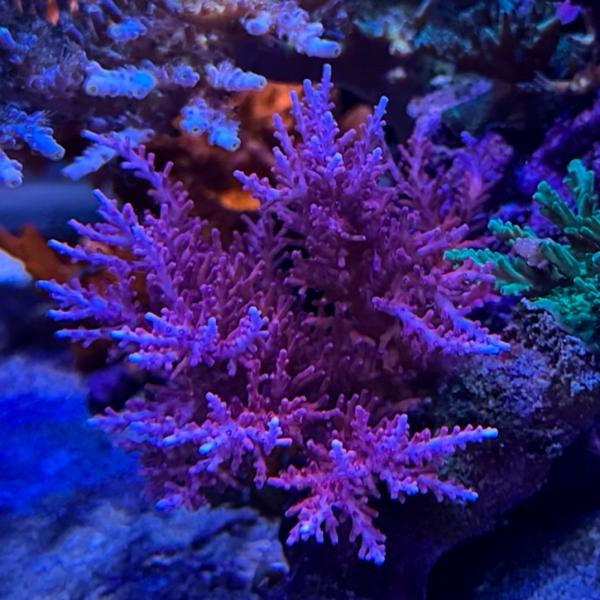 Red Dragon Acro (Frag)