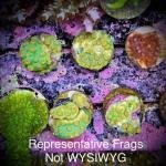 Reptar Cyphastrea (Frag)