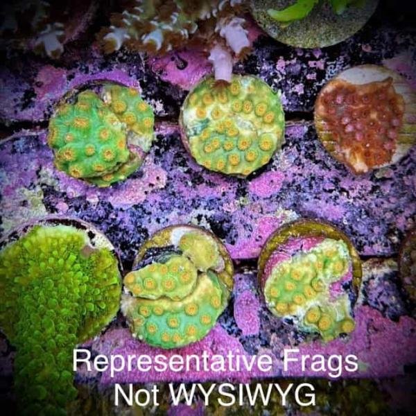 Reptar Cyphastrea (Frag)