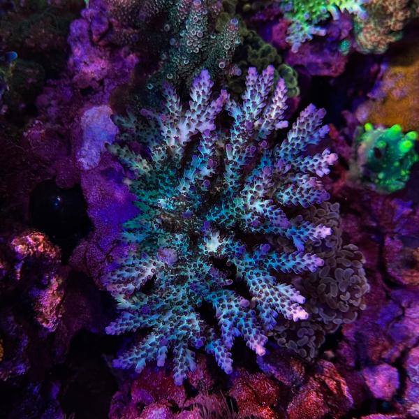RR The Vinh (Frag)