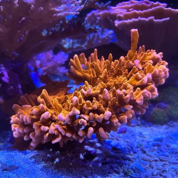 Montipora Setosa (Frag)