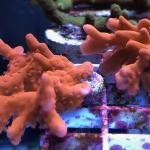 Montipora Setosa (Frag)
