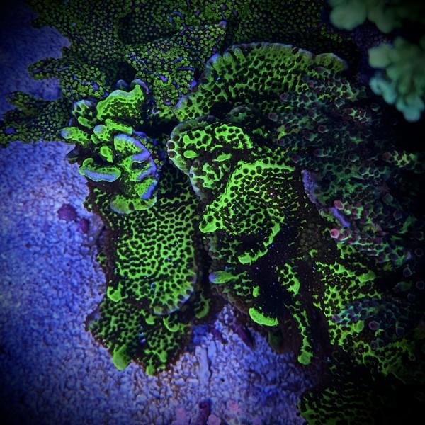 Montipora spongodes (Frag)