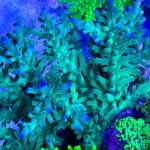 SSC Blue Bottlebrush (Frag)