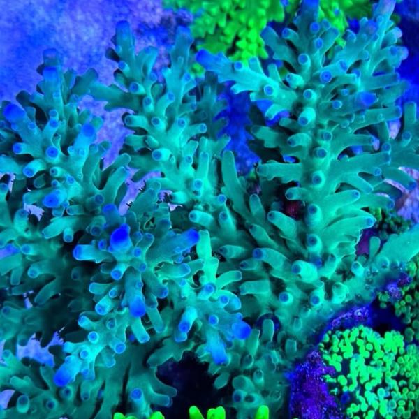 SSC Blue Bottlebrush (Frag)