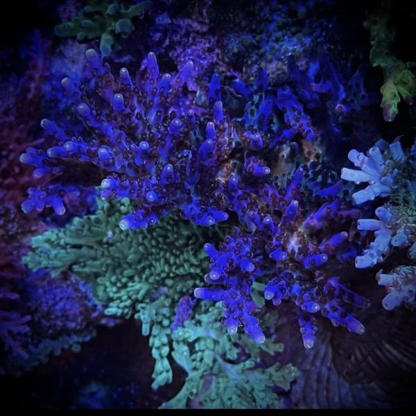 EF Tanzanite Terror (Frag)