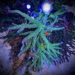 Teal with Blue Tips Stag (Frag)