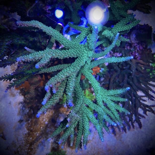 Teal with Blue Tips Stag (Frag)