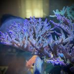Tricolor Acro (Frag)