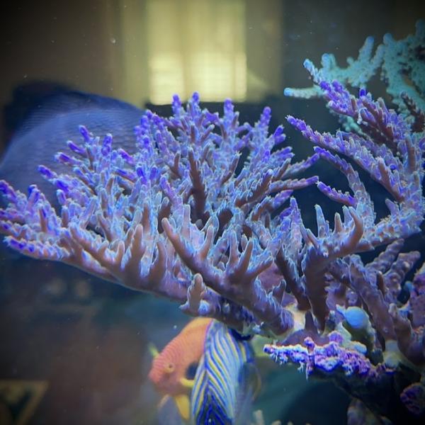 Tricolor Acro (Frag)