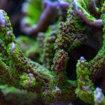 Tubb's M. Stellata (Frag)