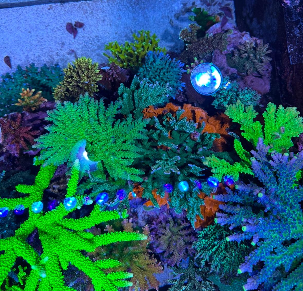 Rebel Reef