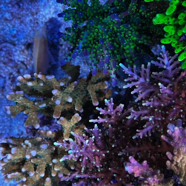 WWC Little Red Ferrari (Frag)