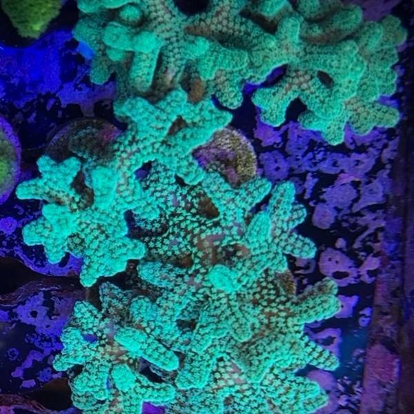 Yellow & Green Birdsnest (Frag)
